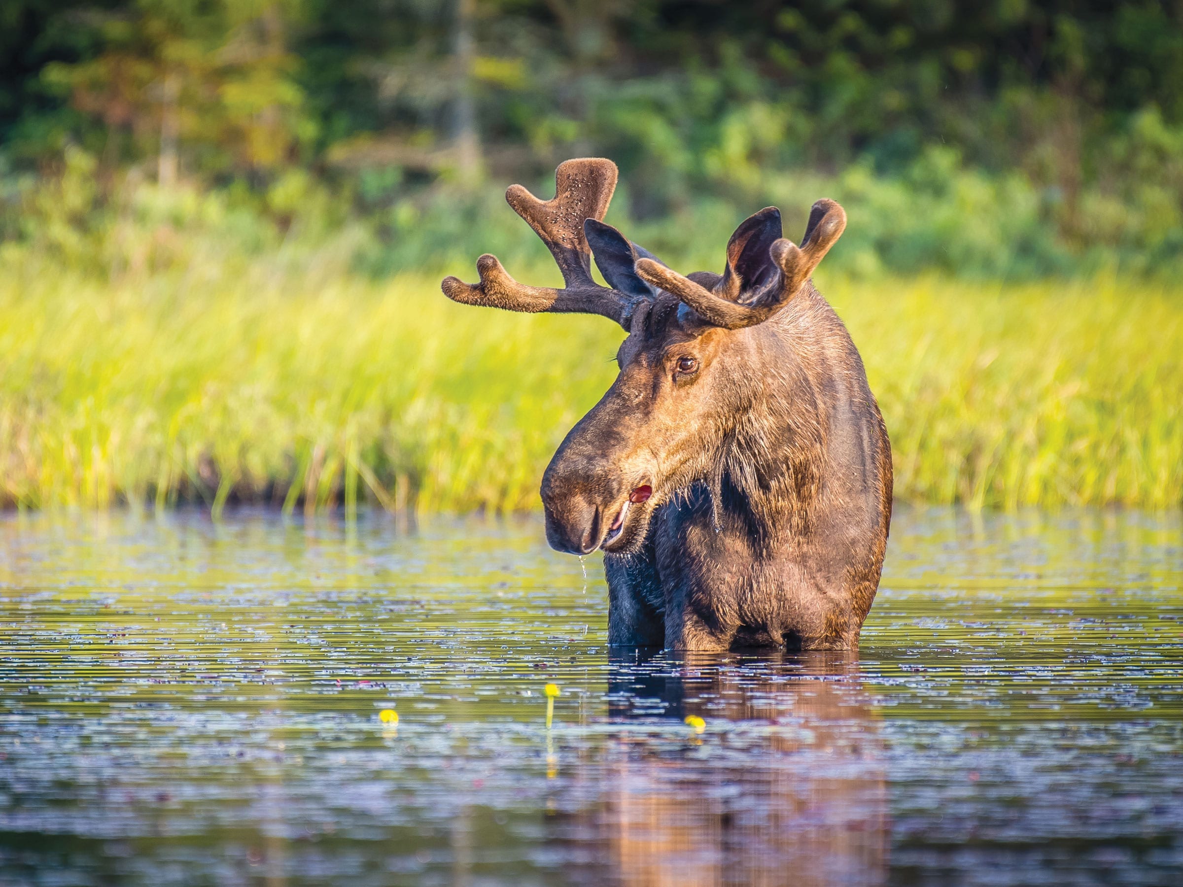 Maine Moose in the Kennebec Valley