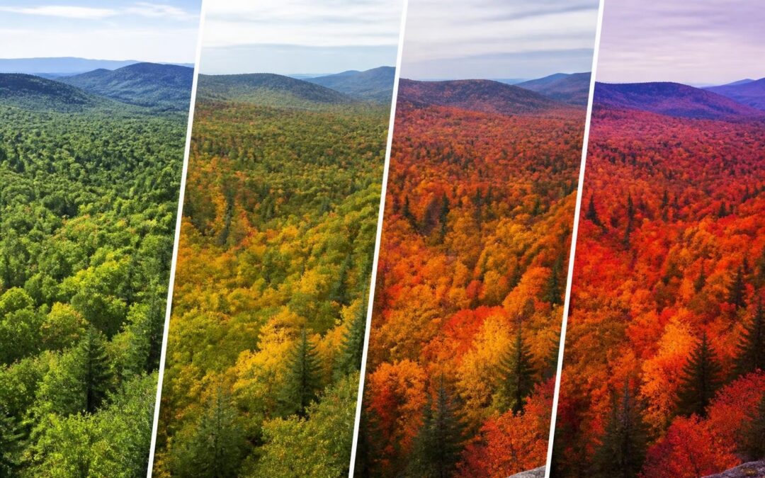 Peak Fall Foliage Maine: Complete 2026 Timing Guide