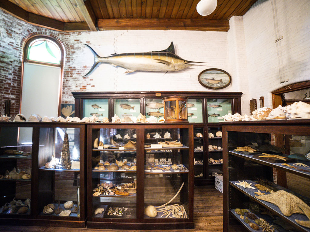 Hemmingway's marlin on display at the L.c. Bates Museum