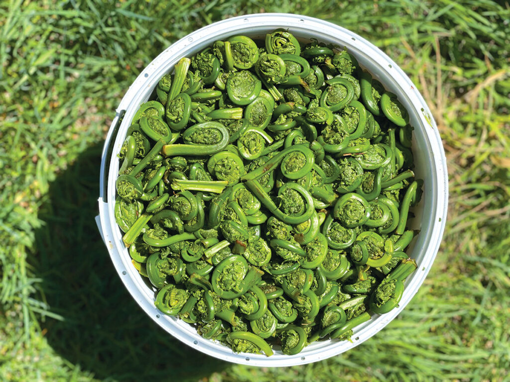 Fiddleheads are a favorite in the Spring.