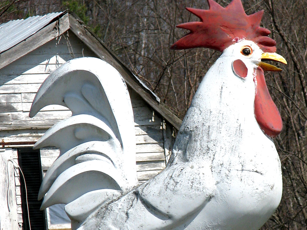 Giant Roadside Rooster is a unique roadside attraction