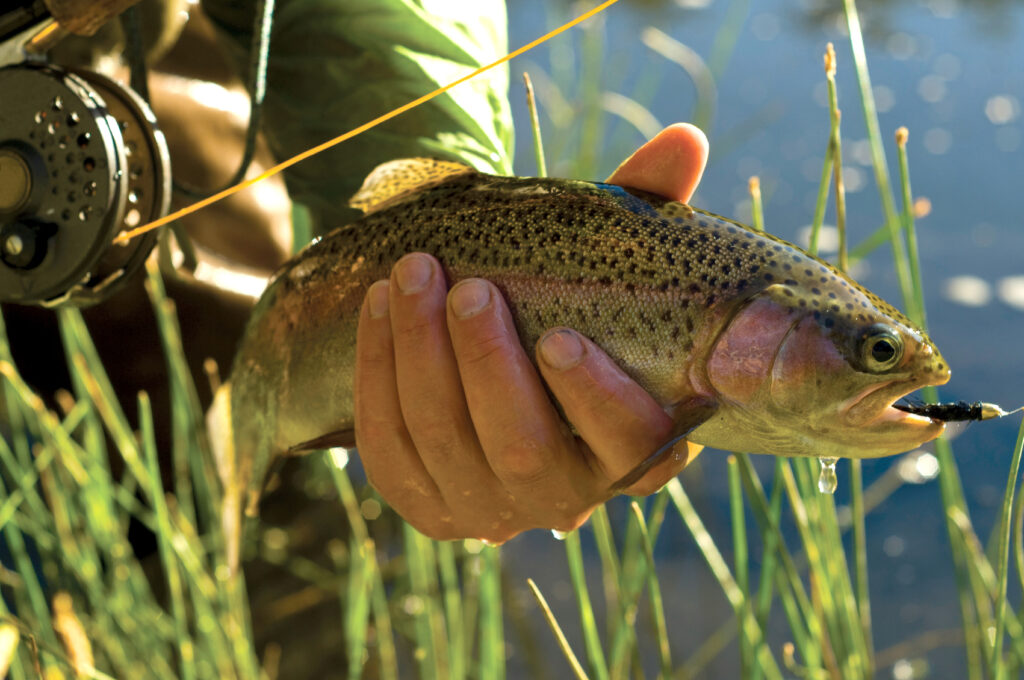 Stocking trout in the lakes and streams of Maine's Kennebec Valley
