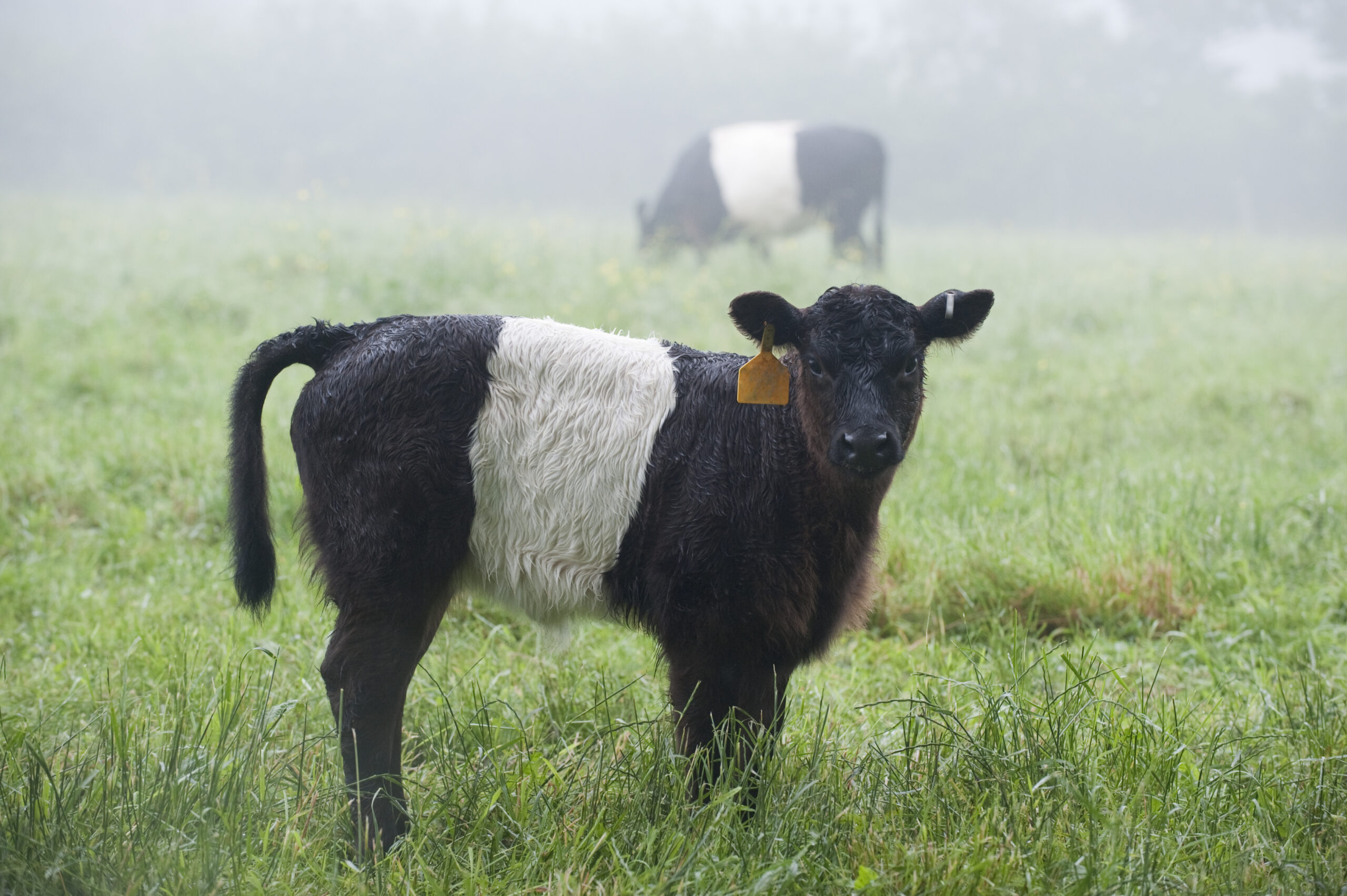 A young striped belted Galloway calf stands in a foggy field.
